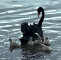 Crni labud kao metafora